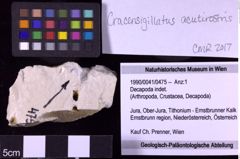 Foto (Objekt + Etiketten) von Decapoda indet. (NHMW-GEO-1990-0041-0475)